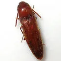 Schizophilus subrufus - photo 3