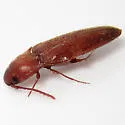 Schizophilus subrufus - photo 4