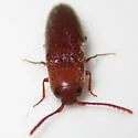 Schizophilus subrufus - photo 5