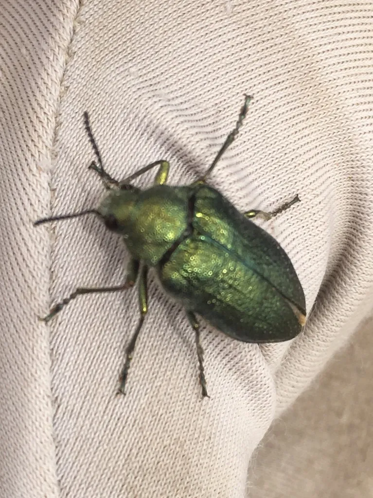 False Jewel Beetles - Schizopodidae