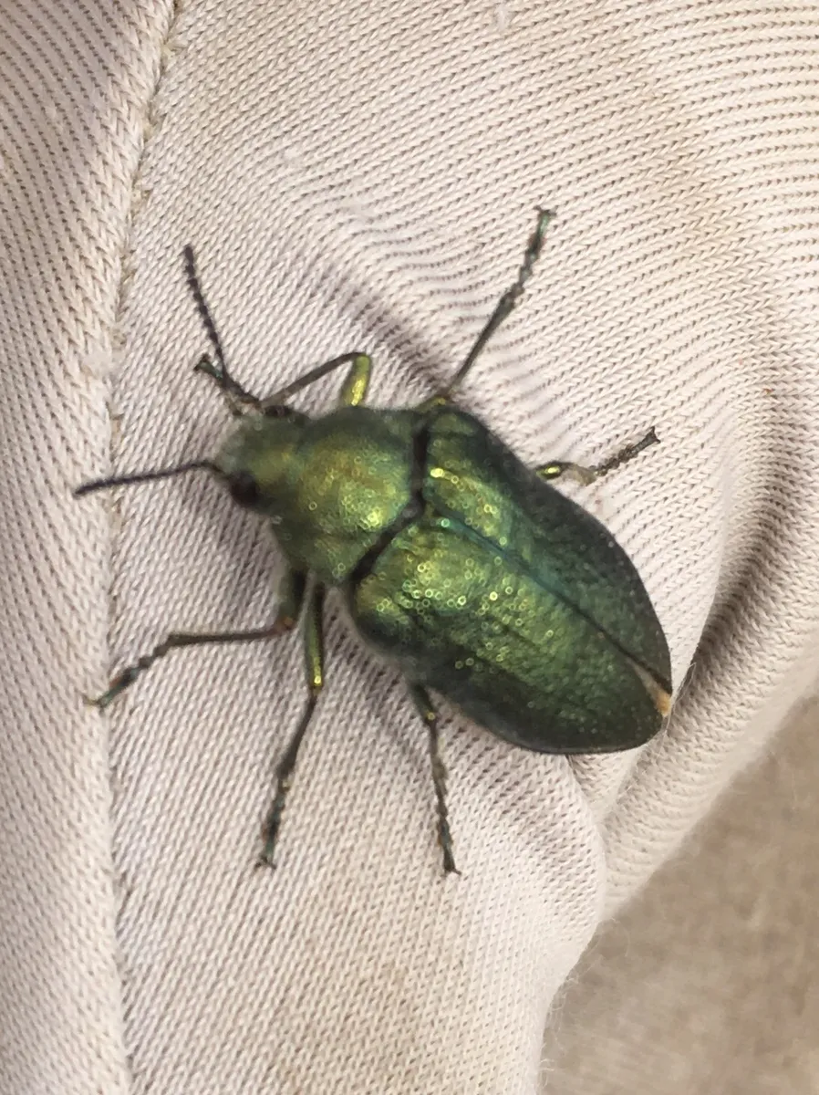 False Jewel Beetles - photo 2