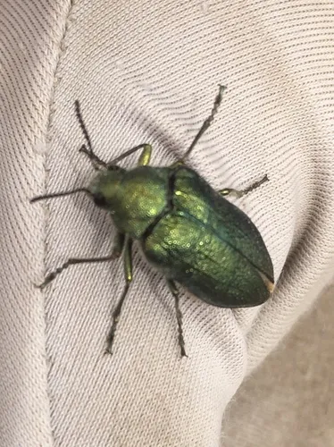 False Jewel Beetles - photo 3