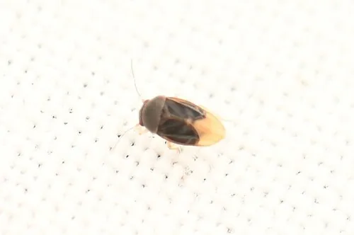 Schizoptera bispina