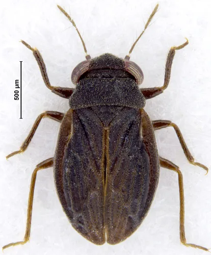 Jumping Soil Bugs - Schizopteridae