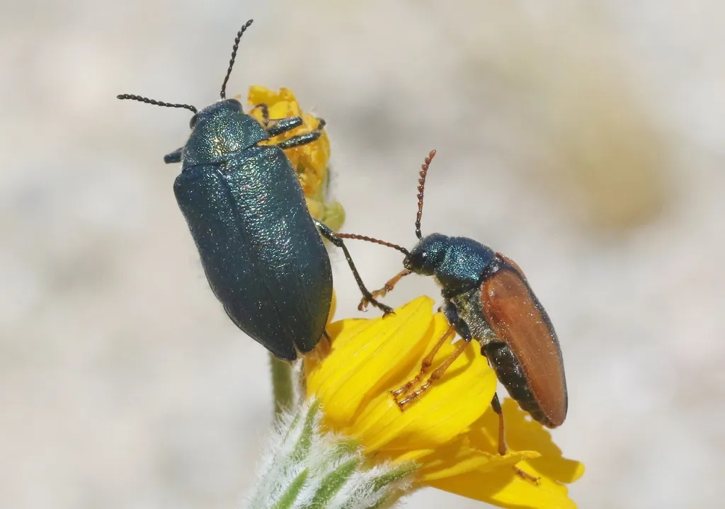 Schizopus laetus - photo 2