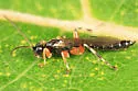Schizopyga frigida
