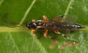 Schizopyga frigida - photo 4