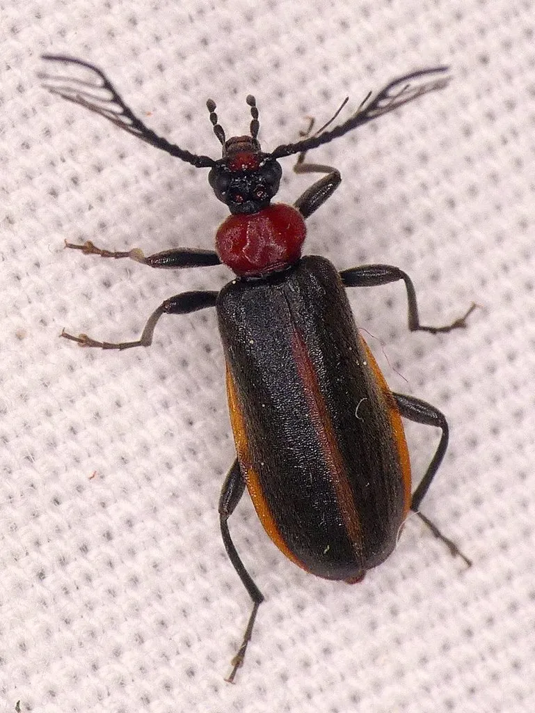 Schizotus cervicalis