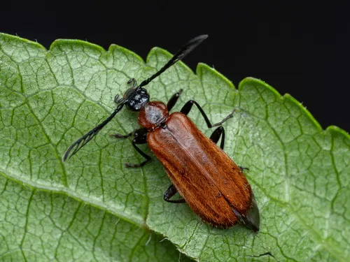 Scarce Cardinal Beetle