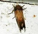Chestnut Schizura - Hodges#8006
