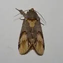 Schizura matheri - Hodges#8005.2 - photo 3