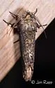 Schizura obligata - Hodges#8005.1