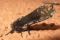 Schizura obligata - Hodges#8005.1 - photo 3