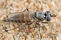 Schlingeria ammobata