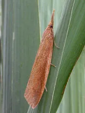 Schoenobius gigantella - Schoenobius gigantella