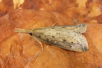 Schoenobius gigantella - photo 2