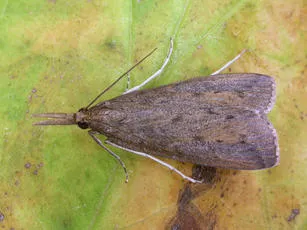 Schoenobius gigantella - photo 3