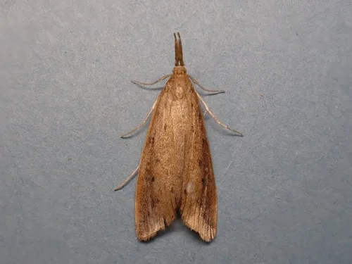 Schoenobius gigantella - photo 4