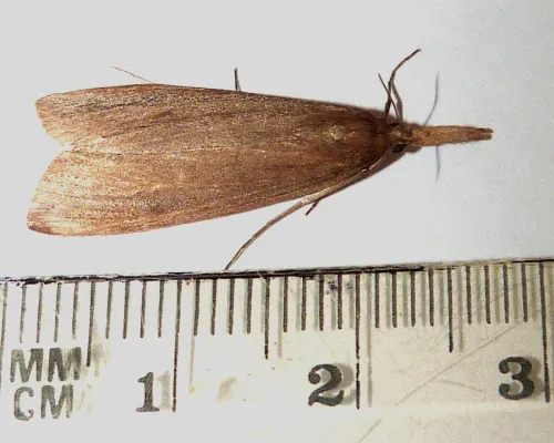 Schoenobius gigantella - photo 5
