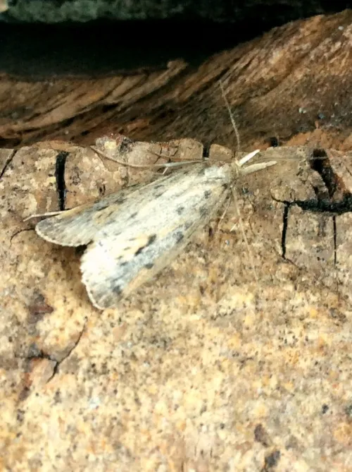 Schoenobius gigantella - photo 6