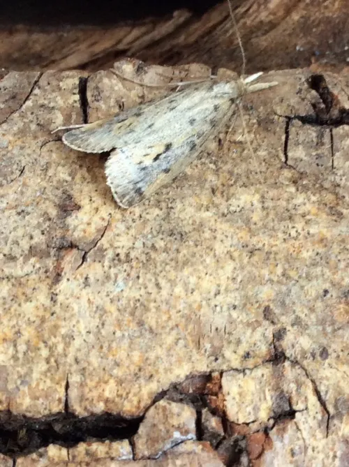 Schoenobius gigantella - photo 7