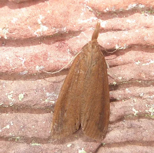 Schoenobius gigantella - photo 8