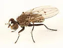 Schoenomyza dorsalis