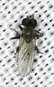 Schoenomyza dorsalis - photo 2