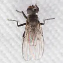 Schoenomyza dorsalis - photo 4