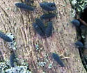 Schoettella ununguiculata