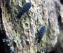 Schoettella ununguiculata - photo 2