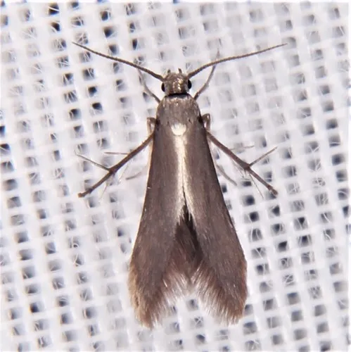 Schreckensteinia erythriella - Hodges#2507