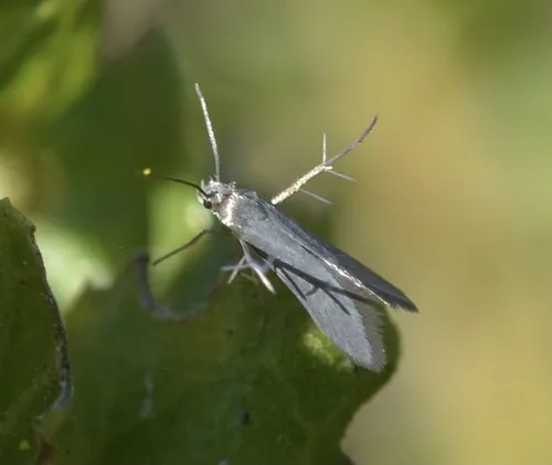 Schreckensteinia felicella