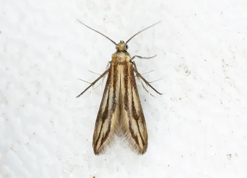 Schreckensteinia festaliella
