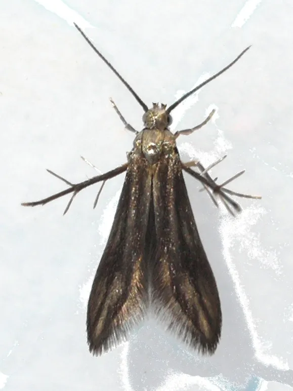 Bristle-legged Moths - Schreckensteiniidae