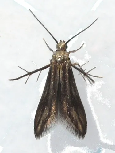 Bristle-legged Moths - photo 2