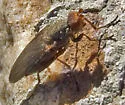 Schroederella fuscopicea - photo 3