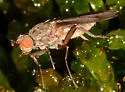 Schroederella fuscopicea - photo 4