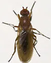 Schroederella luteoala