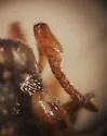Schwarzella arizonensis - photo 2