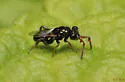 Schwarzella arizonensis - photo 3