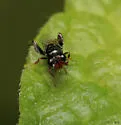 Schwarzella arizonensis - photo 4