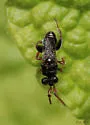 Schwarzella arizonensis - photo 5