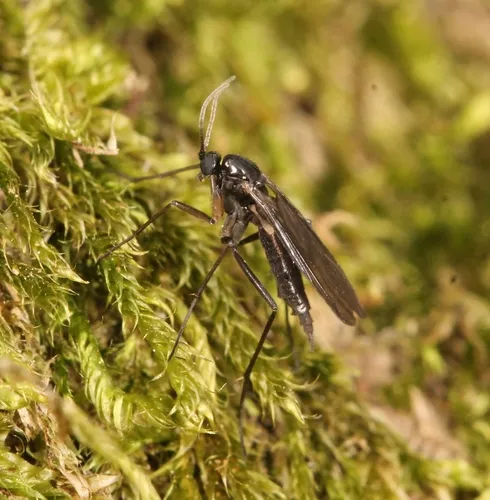 Schwenckfeldina carbonaria