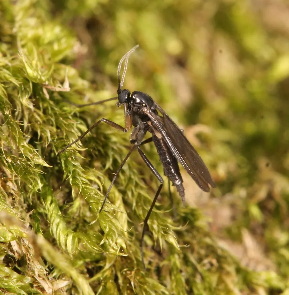 Schwenckfeldina carbonaria - photo 2