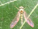 Sciapus delicatus