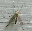 Sciapus pallens - Sciapus pallens