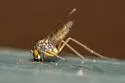 Sciapus pallens - photo 2