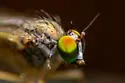 Sciapus pallens - photo 3