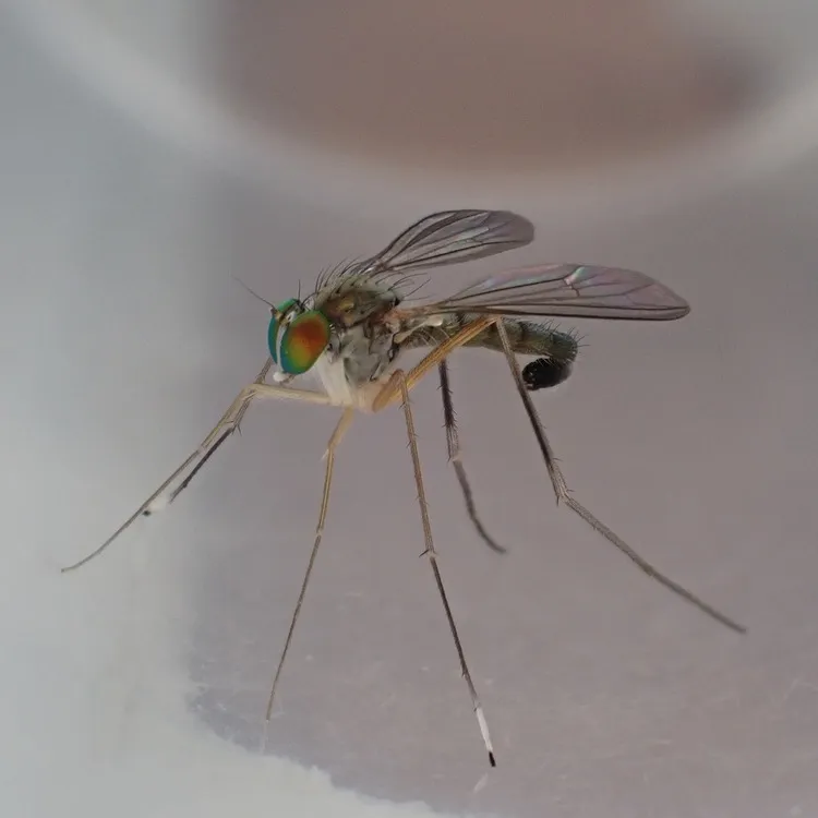 Sciapus platypterus - photo 3
